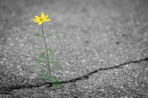 Blume durch den Asphalt Riss Resilienz