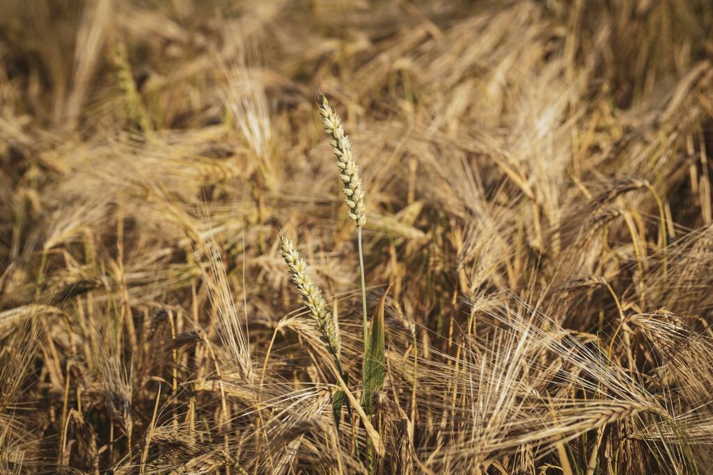 einzelne Ähre stehend im Feld Resilienz